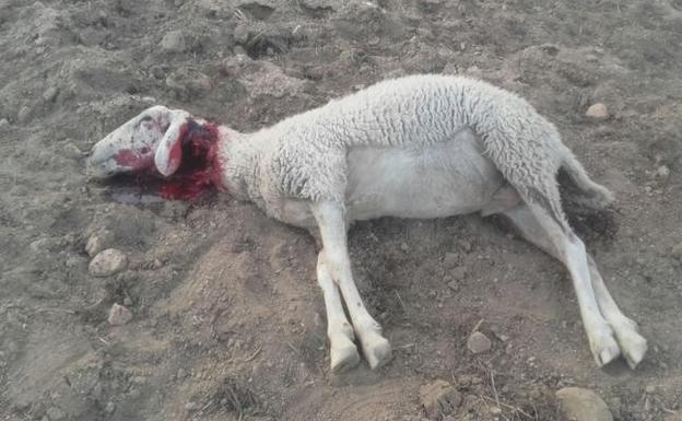 Un nuevo ataque de lobos en Zamora deja una oveja muerta en Sogo